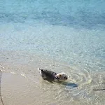Aggeliki's Diamond 4* Agia Anna (Naxos)