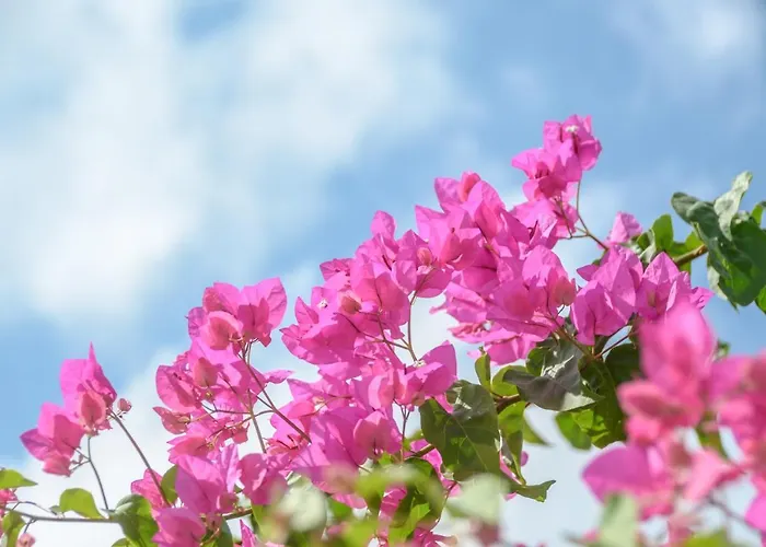 Aggeliki's Diamond 4* Agia Anna (Naxos)